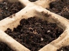 A close-up of a paper seedling tray containing dark soil and small seeds, prepared to start seeds indoors
