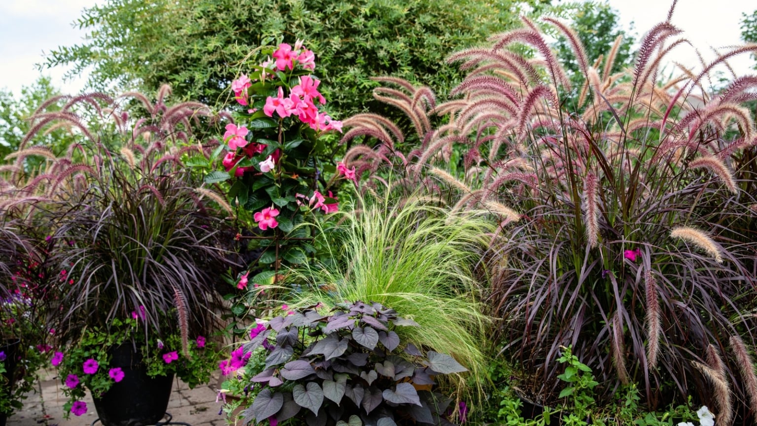 10 Thrillers, Fillers, and Spillers For Stunning Container Displays