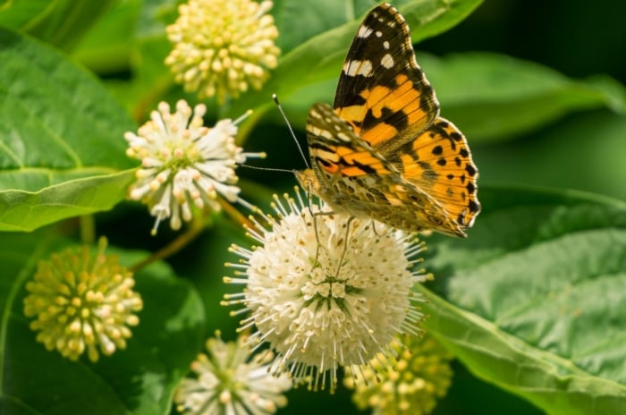 A beautiful, orange Lepidoptera sitting on a buttonbush flower head with pretty white petals, among enormous green leaves.