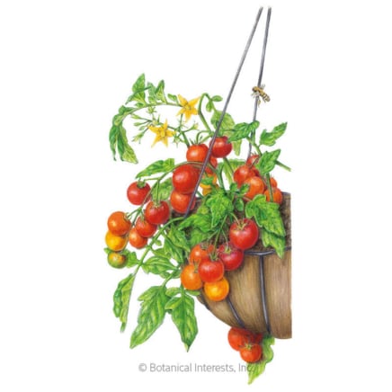 Patio Choice Yellow Bush Cherry Tomato Seeds