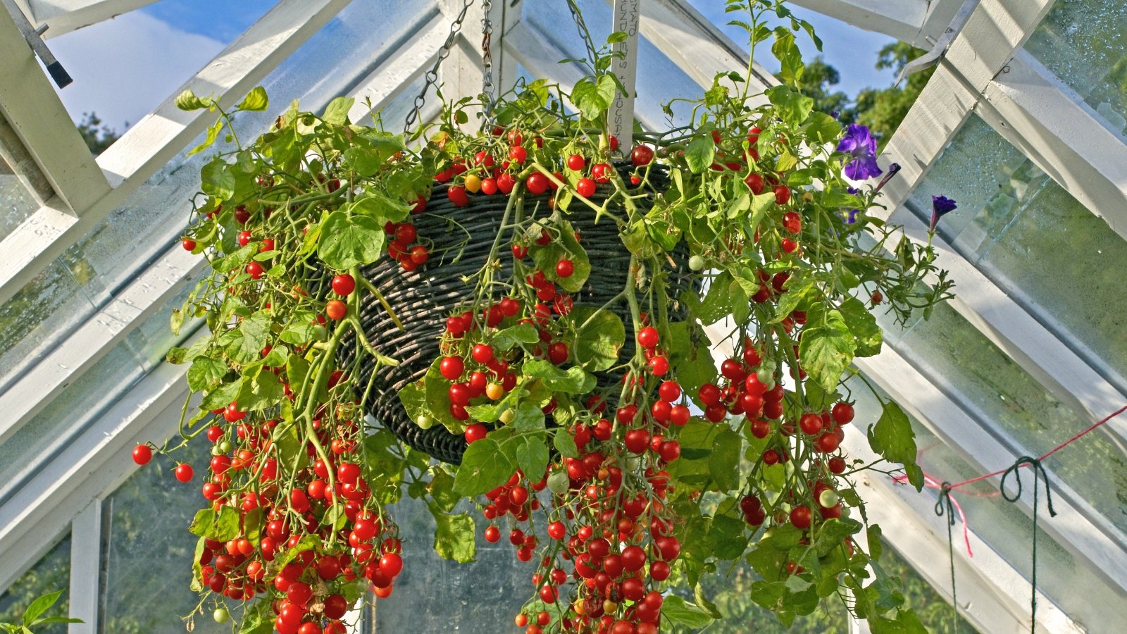 Bright red Cherry tomato plant, hanging over a basket inside a greenhouse