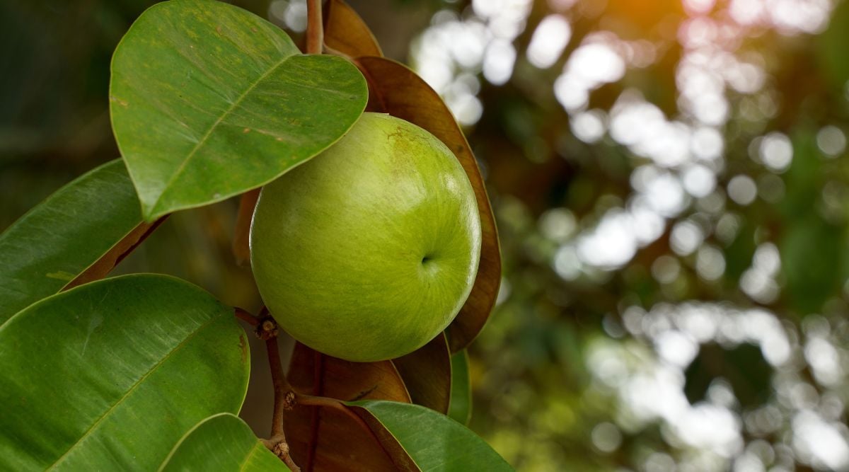 A Chrysophyllum cainito fruit dangling from a branch with many wide and smooth leaves surrounding it with a deep green surface and light brown side