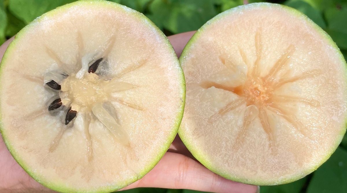 A fruit of the Chrysophyllum cainito tree cut in half revealing light peach flesh with star-like pattern and dark-colored seeds held in someone's palm