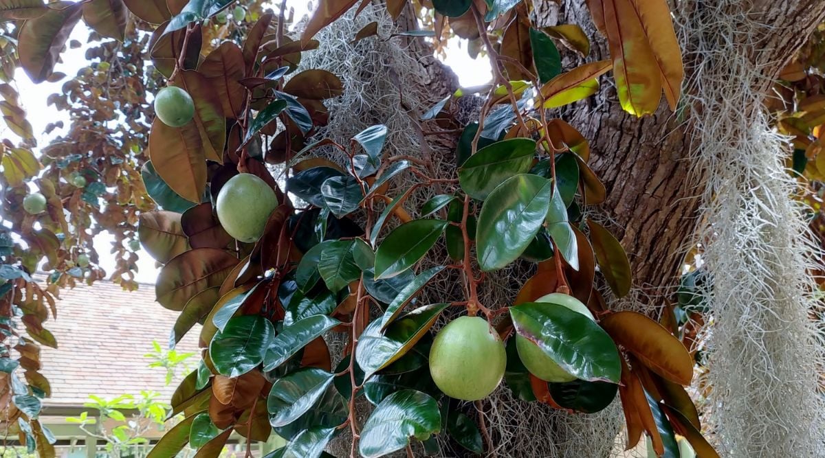 A Chrysophyllum cainito tree bearing fruits with woody and healthy-looking trunk colored a vivid brown with light-green round crops