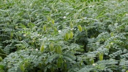 An area covered in Cicer arietinum with a thick layer of leaves placed somewhere with bright light