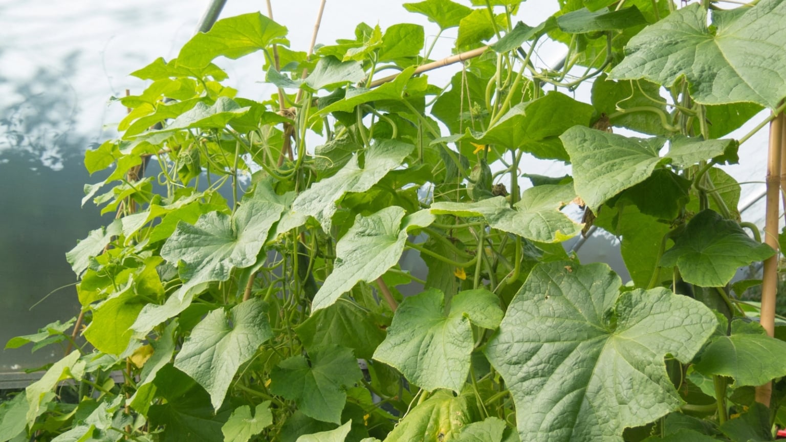 Pole Beans: Everything To Know About Growing Vertical