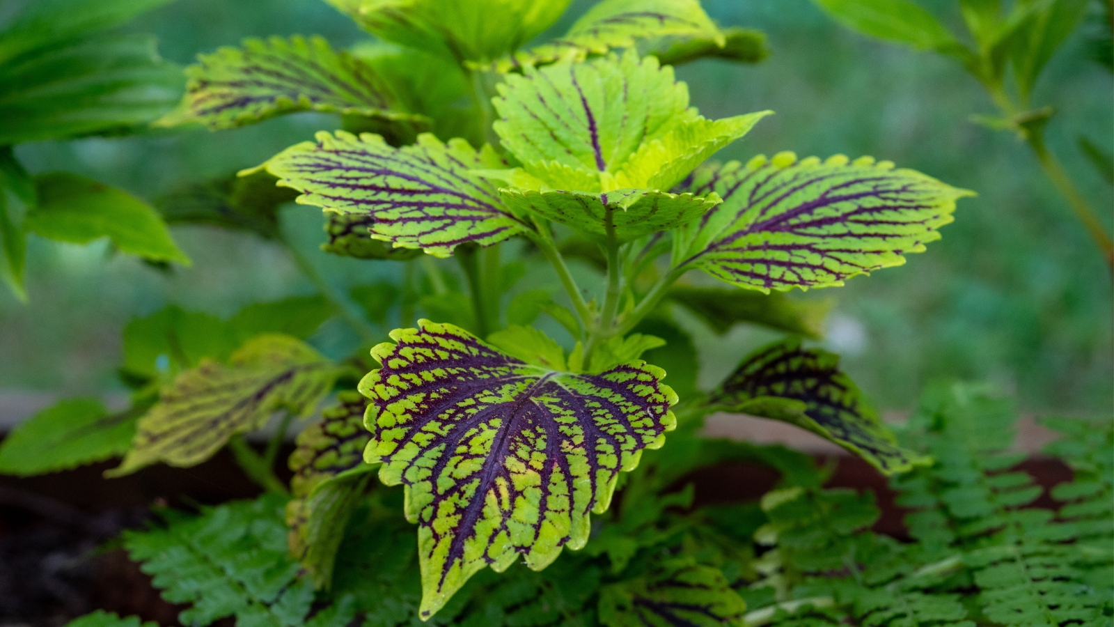 A close-up of green coleus leaves featuring deep purple veins and finely serrated edges.