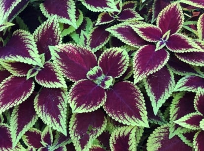 Coleus plants feature dark violet leaves with distinct green edges, showcasing a striking contrast.