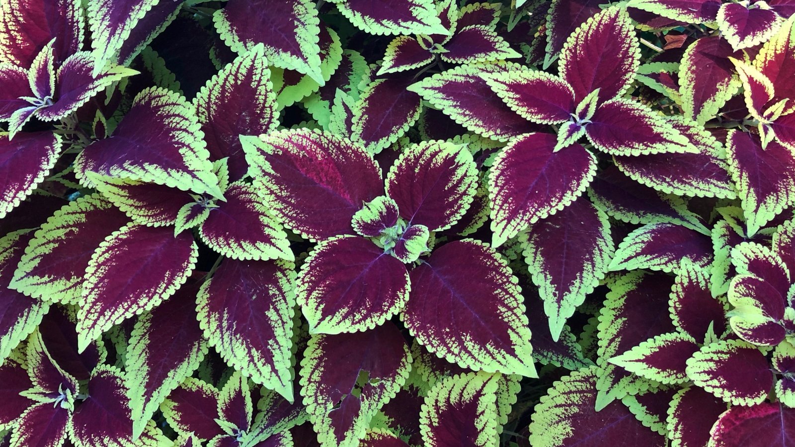 Coleus plants feature dark violet leaves with distinct green edges, showcasing a striking contrast.