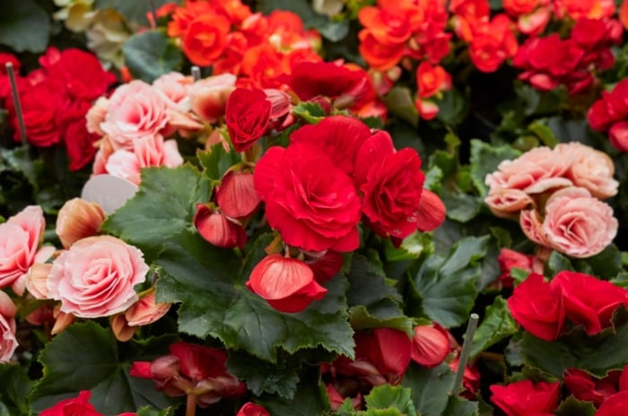 Vibrant red and soft pink tuberous begonias contrast beautifully with the deep green foliage.