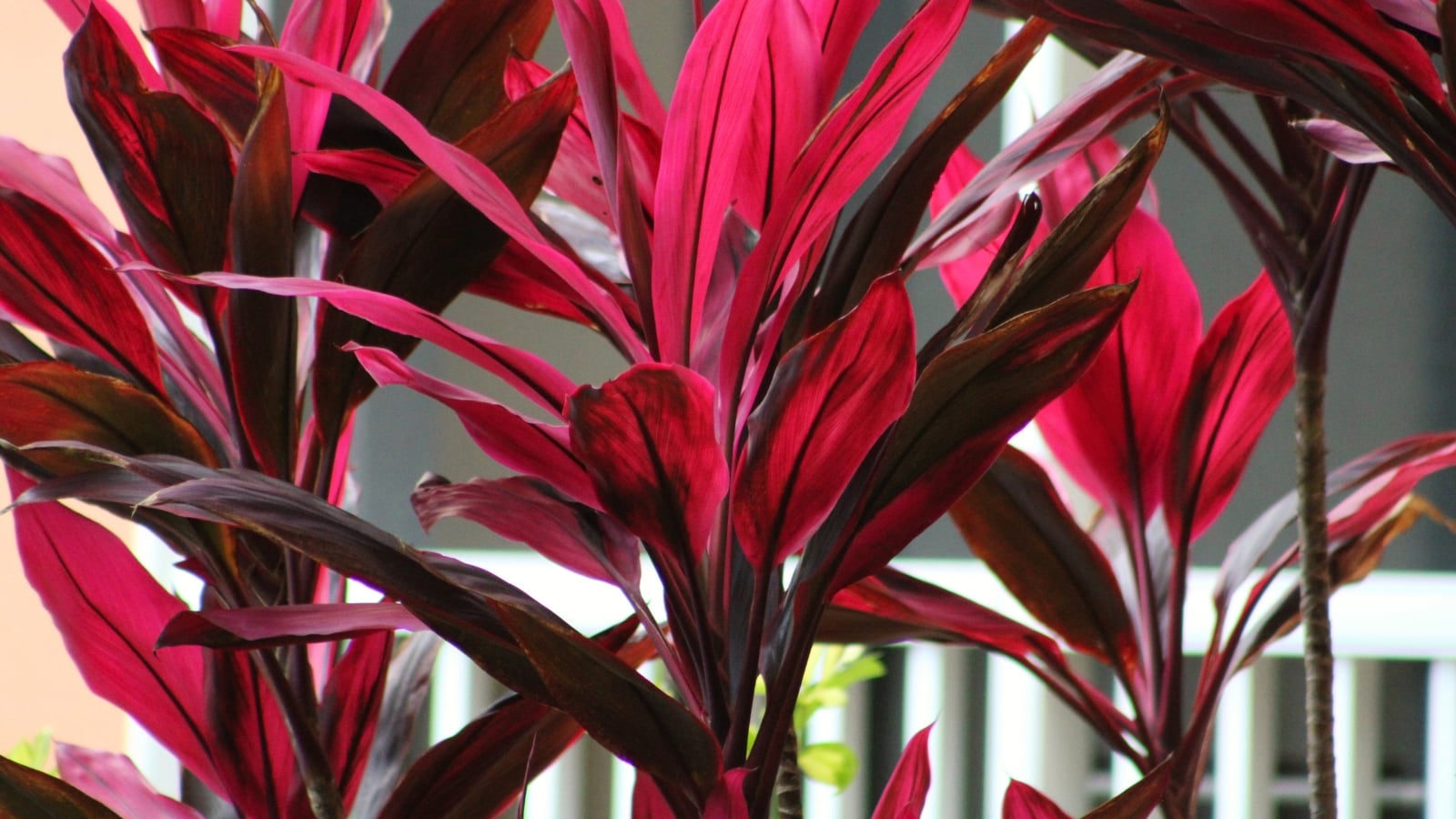 17 Houseplants with Red Foliage
