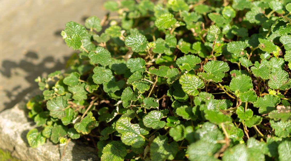 Countless stems of Rubus rolfei with distinctly shaped leaves having a deep green color appearing vibrantly as sunlight hits the plant directly