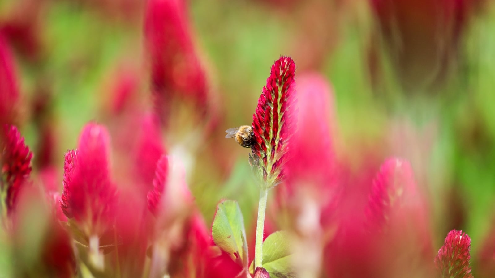 A honey bee on a stunning red flower in a filed of similar, vibrant looking flowers