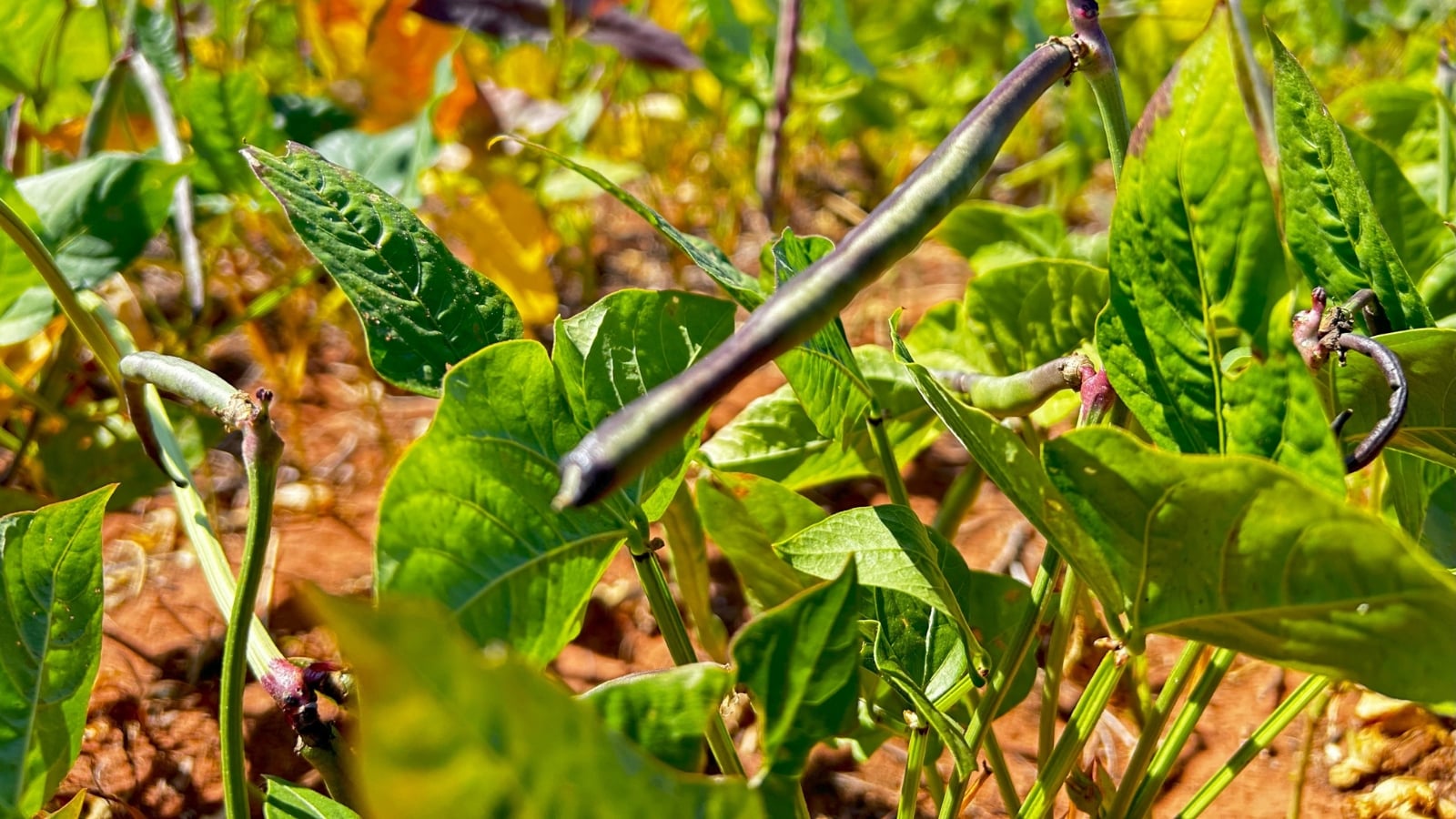 A close-up of ripe black-eyed peas nestled among sunlit leaves in a garden setting outdoors