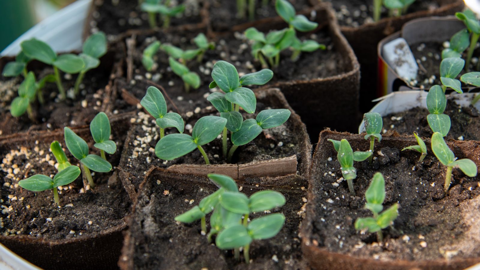 Tiny green seedlings sprouting with rounded deep green leaves placed in brown containers filled with soil receiving moderate amounts of light