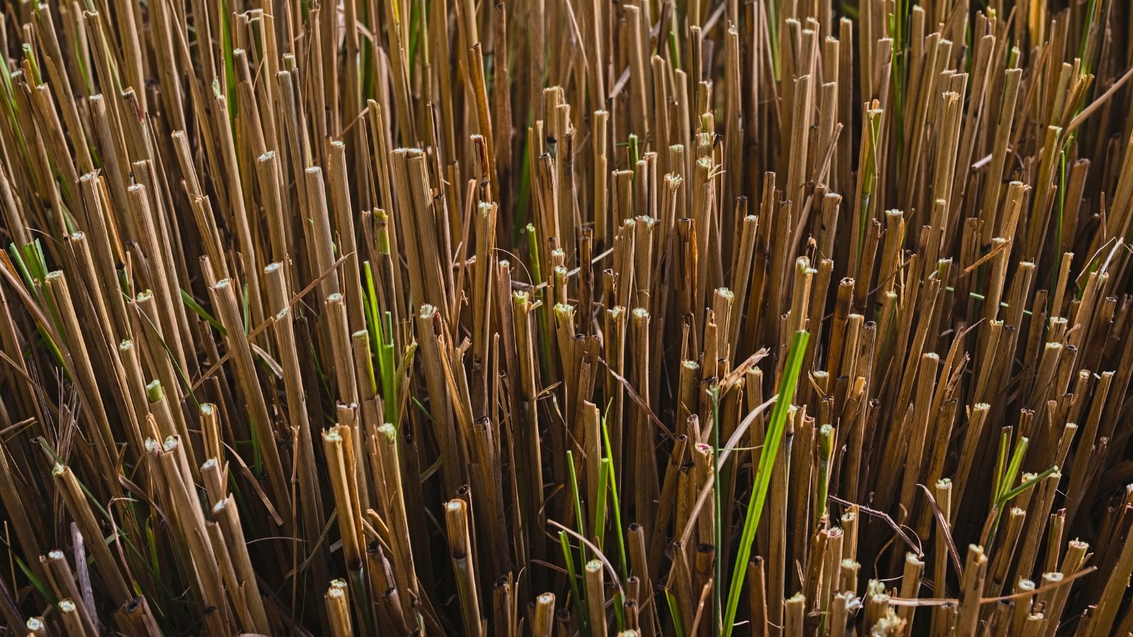 Close-up of trimmed dry plant stems sticking vertically out of the soil.