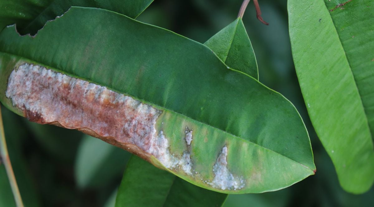 Damaged leaf of the Chrysophyllum cainito tree with small tears from insect bites and one side colored brown and ash as if burnt