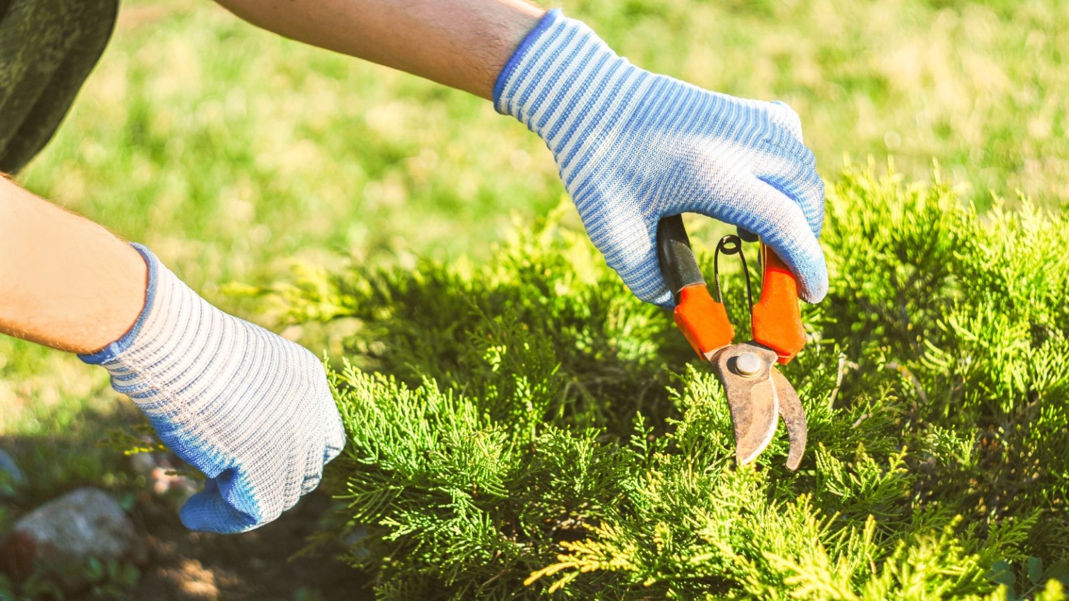 7 Challenges of the Late Summer Garden: Pro Tips For Keeping Things Fresh