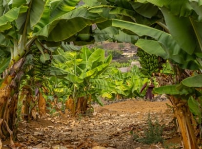 A lush orchard featuring Dwarf Cavendish banana trees with broad green leaves.