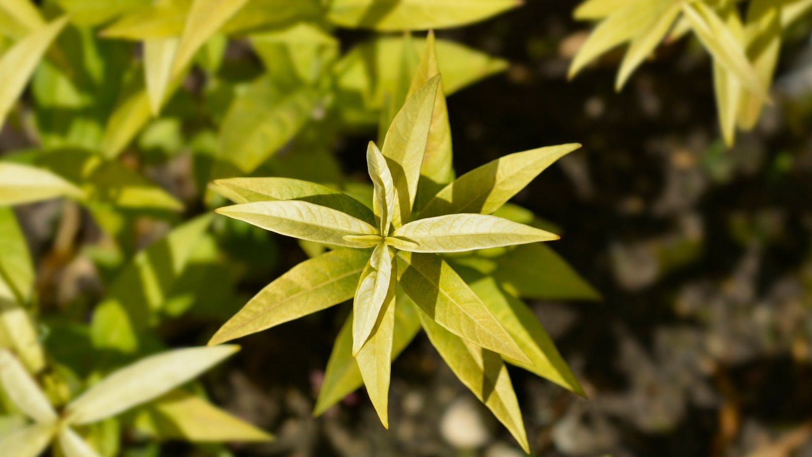The Eastern blue star has slender stems with narrow, willow-like leaves in a soft green hue, creating an airy, delicate appearance.