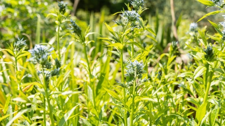 PLANTS THAT GROW WELL IN NORTH CAROLINA visual data 3