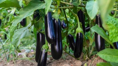 With its large, velvety green leaves, the plant bears shiny, dark purple fruits that are oblong in shape.