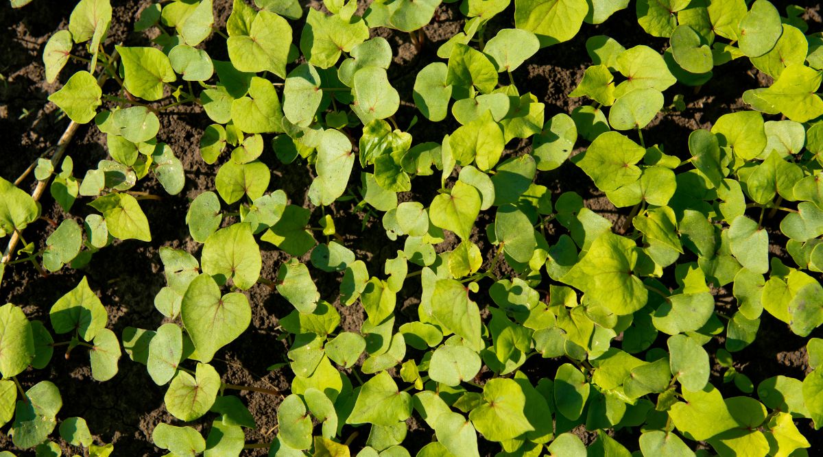 Fagopyrum esculentum plants spread on soil with vivid green leaves receiving warm light