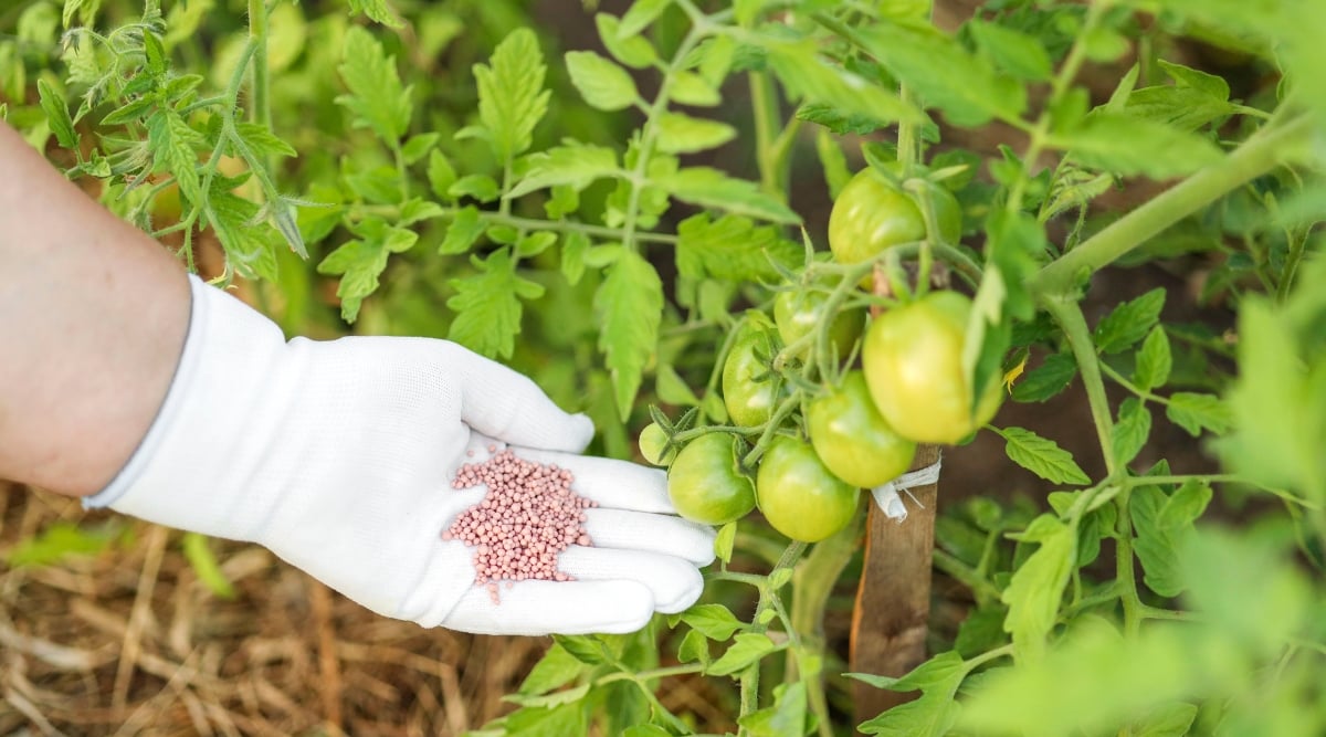 gardener incorporating fertilizer in a Lycopersicon esculentum plant's soil