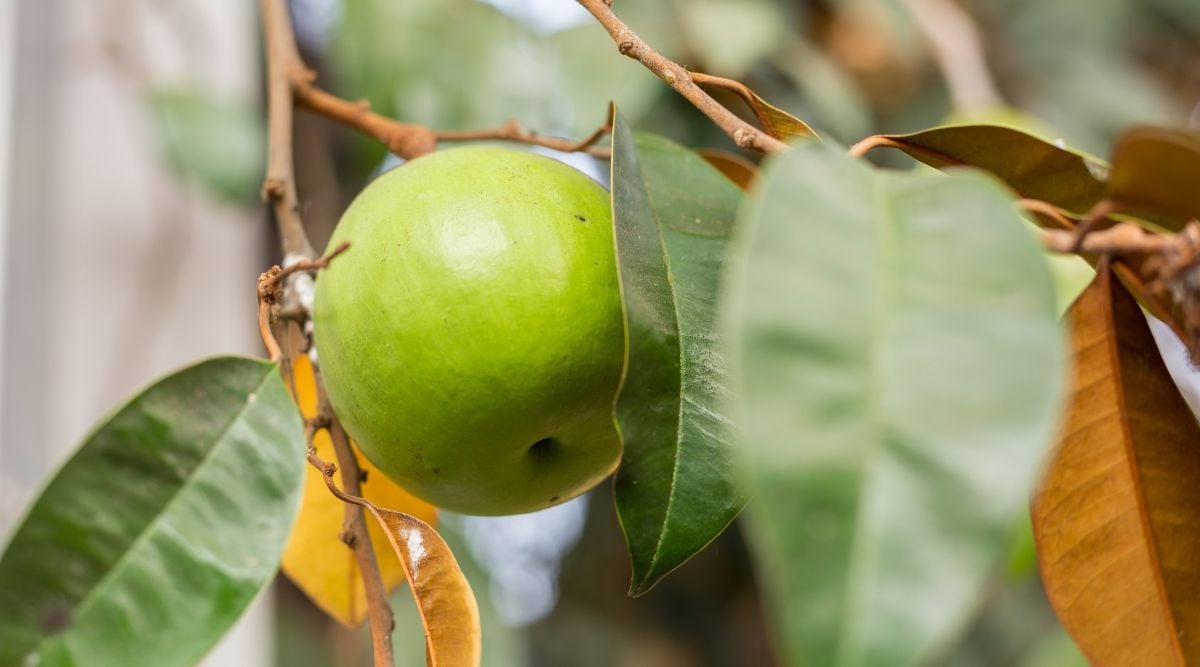 A round-shaped fruit colored bright light yellow green attached to a woody branch with deep brown color surrounded by leaves with deep green hue and almost golden underside