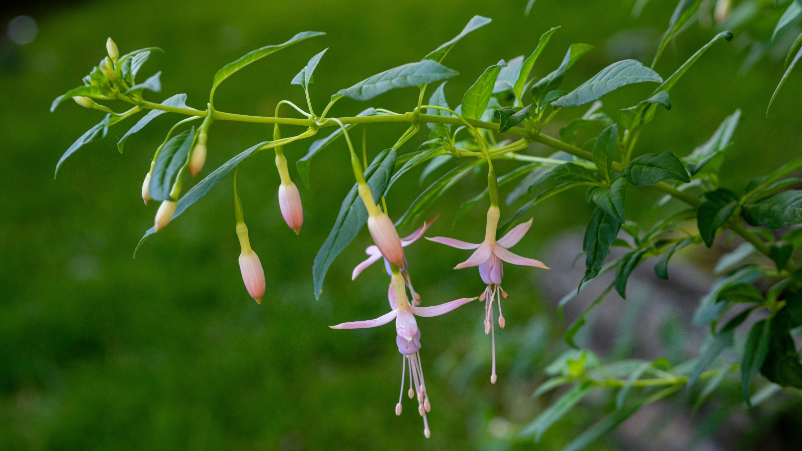A close-up of a white hardy fuchsia branch adorned with green leaves and delicate pink flowers.