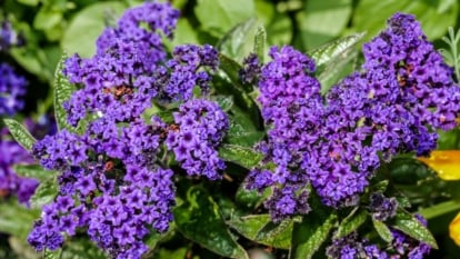 A close-up of purple heliotrope flowers and leaves illuminated by sunlight.