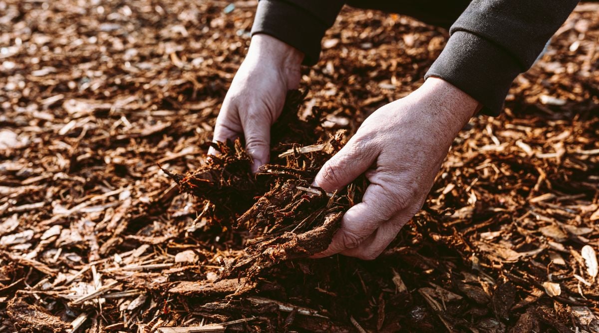 Someone holding mulch with both hands, using fingers to press on woody materials mixed with dark brown soil