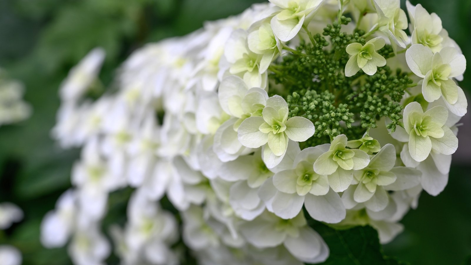 Known for its compact growth, this bush offers deep green leaves and clusters of pure white blooms.