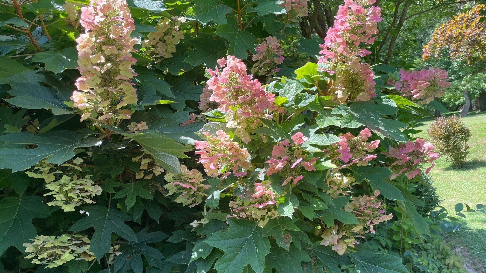 Displaying vibrant pink blooms, it has an upright habit with dark green, deeply lobed leaves.