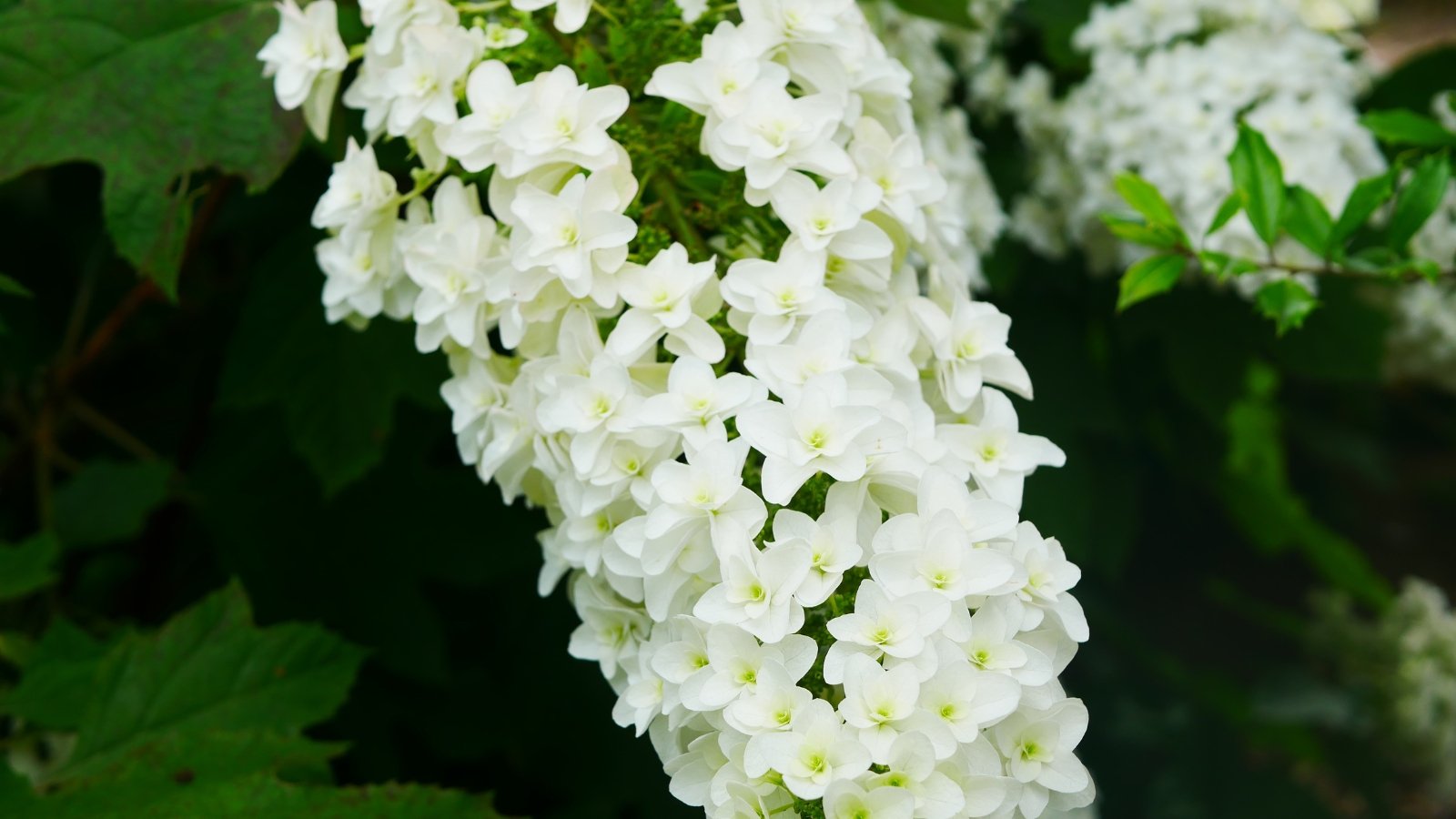 It features a compact, dense habit with white flowers and richly textured, deep green leaves.