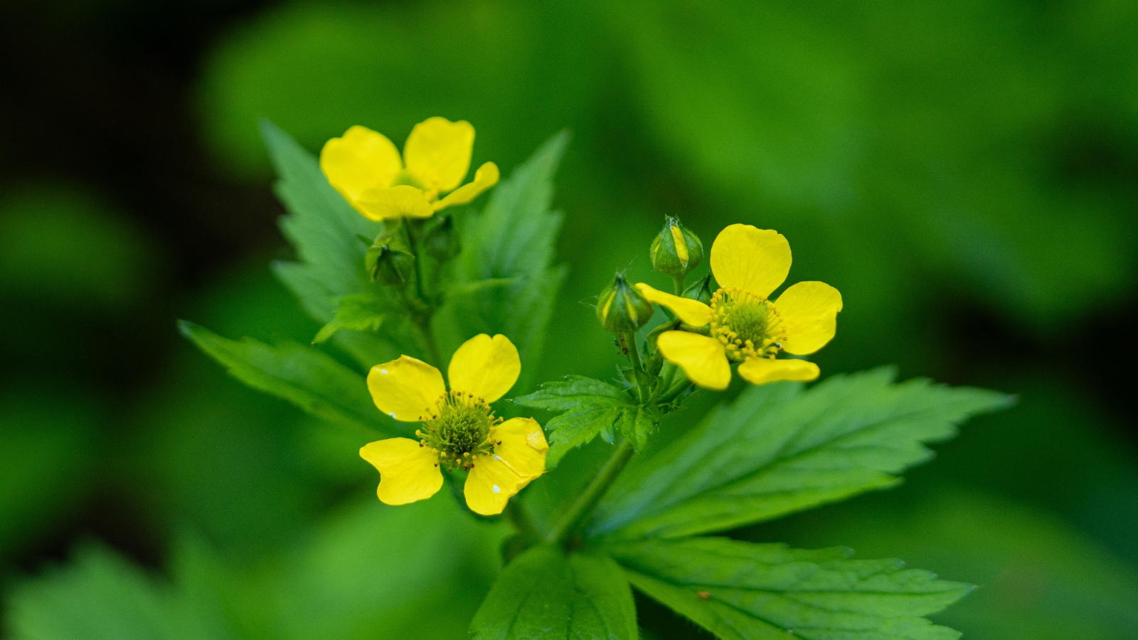 A close-up of small yellow Large Leaf Avens flowers and leaves, contrasted against a softly blurred greenery backdrop.
