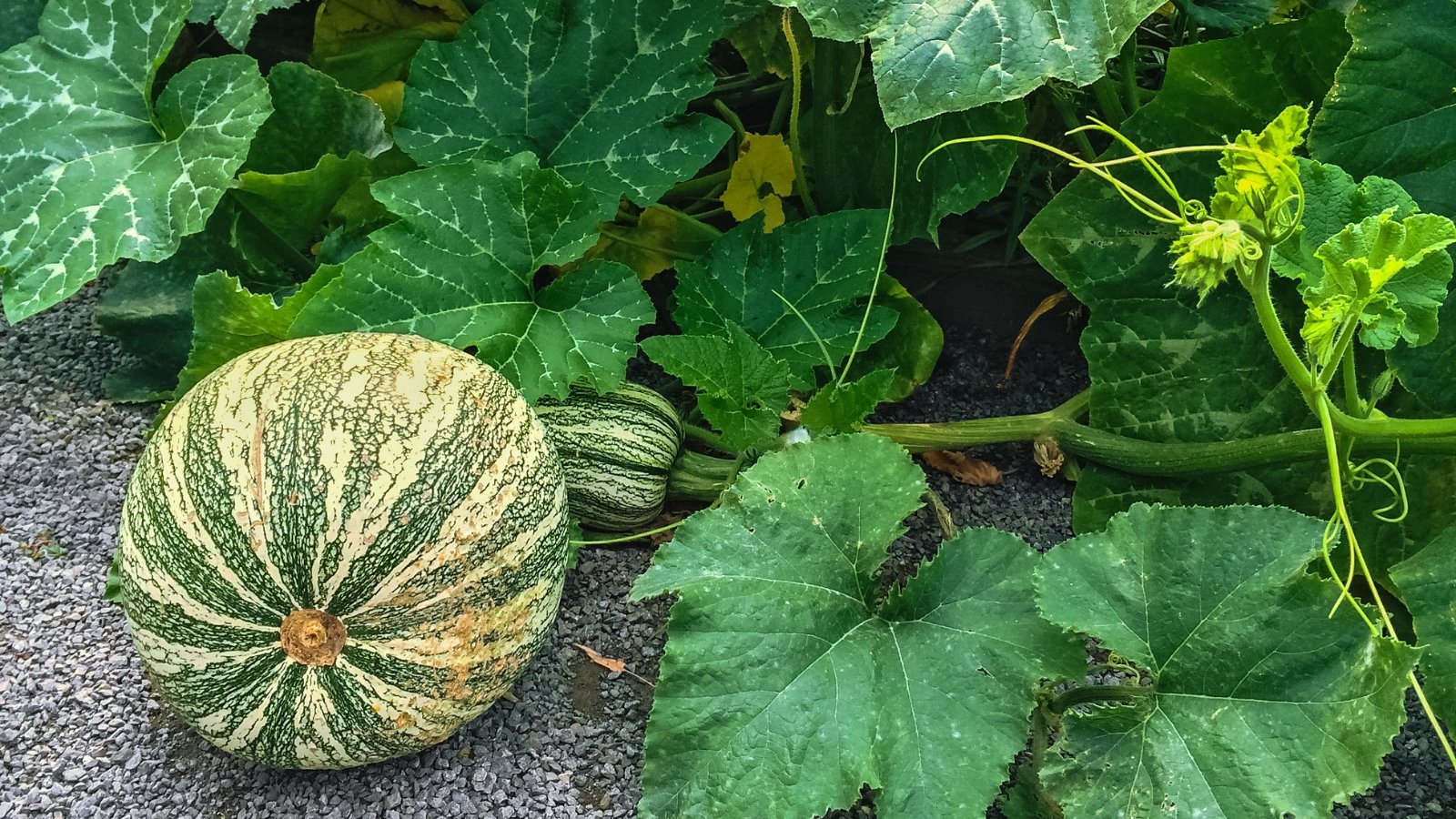 A big Green Cushaw growing in a vegetable garden, featuring enormous serrated leaves and thick vines.