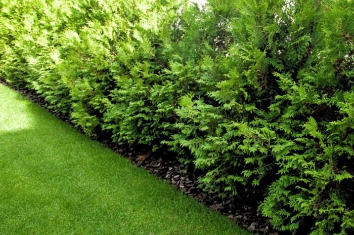 A green fence formed by a beautiful array young thujas.