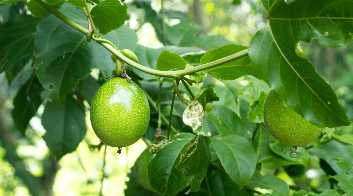 Two pieces of passiflora edulis still attached to the vividly green vines with torn leaves surrounding the crops
