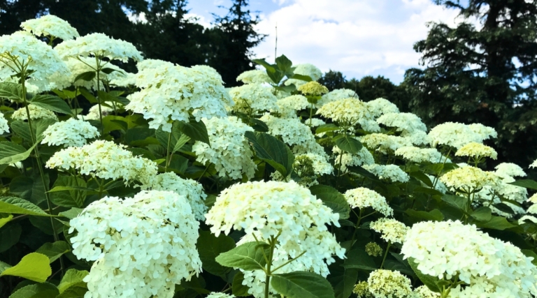 17 Gorgeous Varieties of Smooth Hydrangea