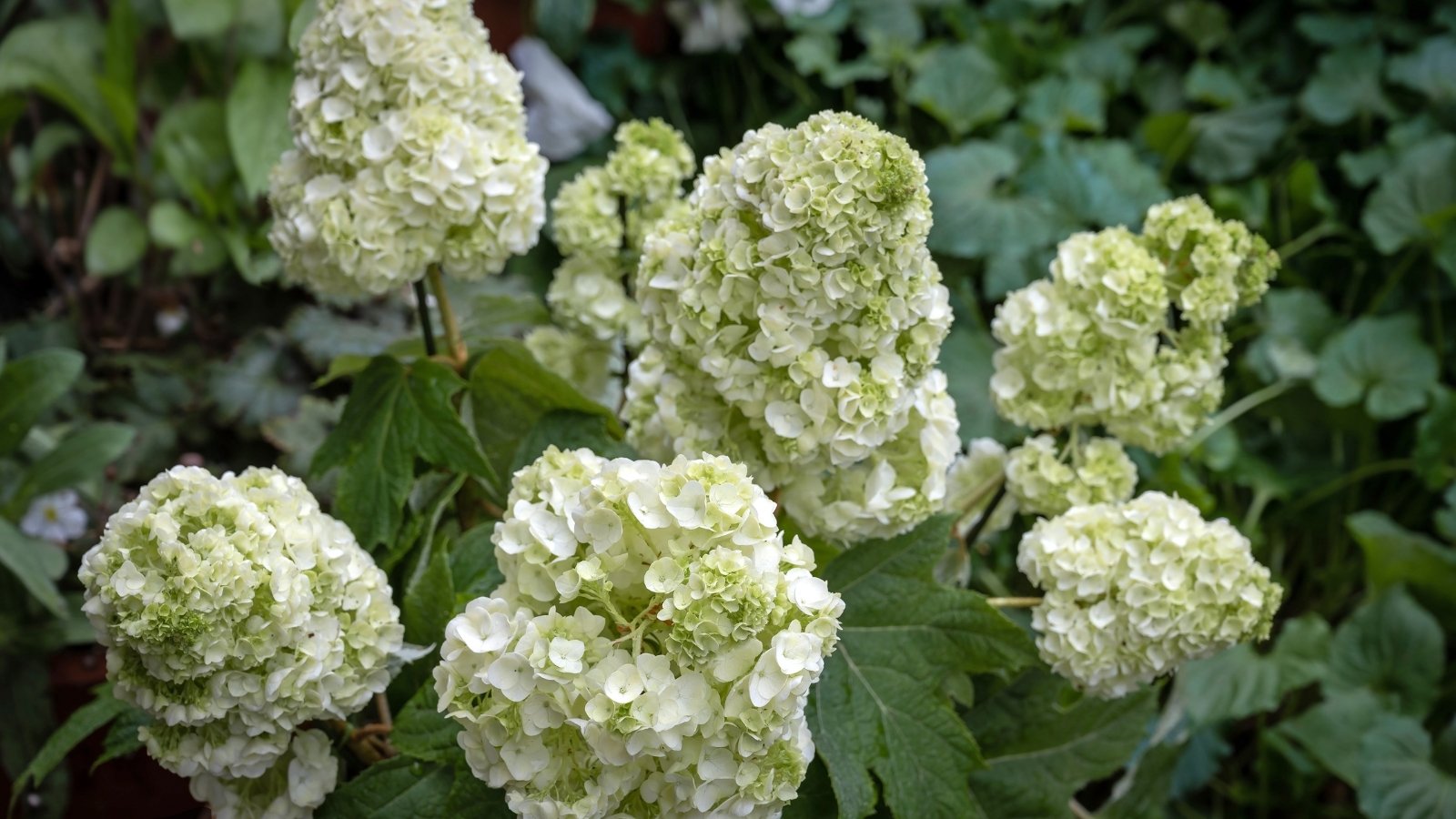 It displays a rounded form with abundant, white flower panicles and rich green foliage that turns vibrant red in fall.