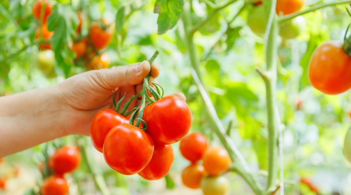 Harvesting bright red tomatoes on a sunny day