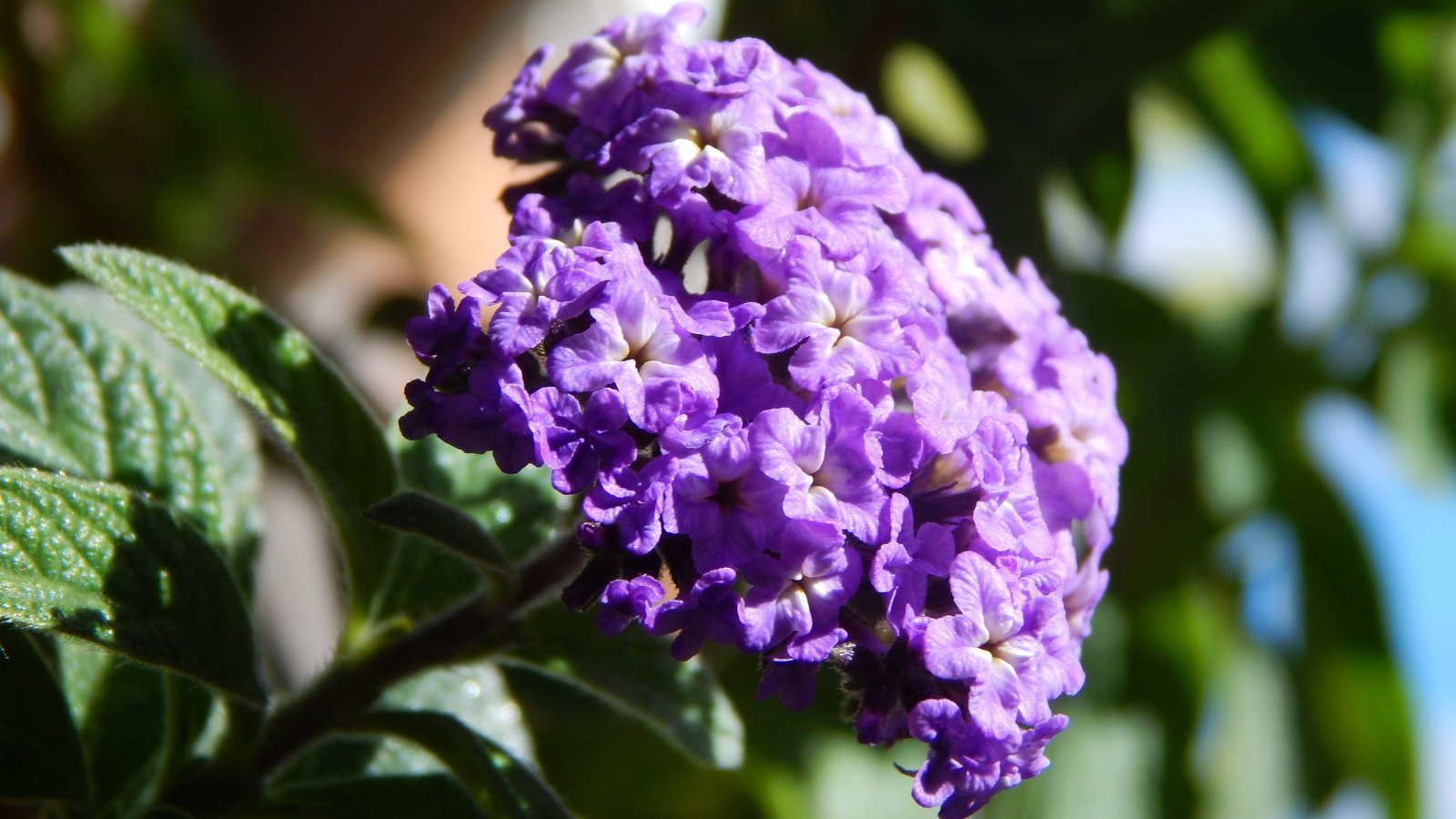 A close-up of vibrant purple heliotrope flowers and green leaves illuminated by bright sunlight.