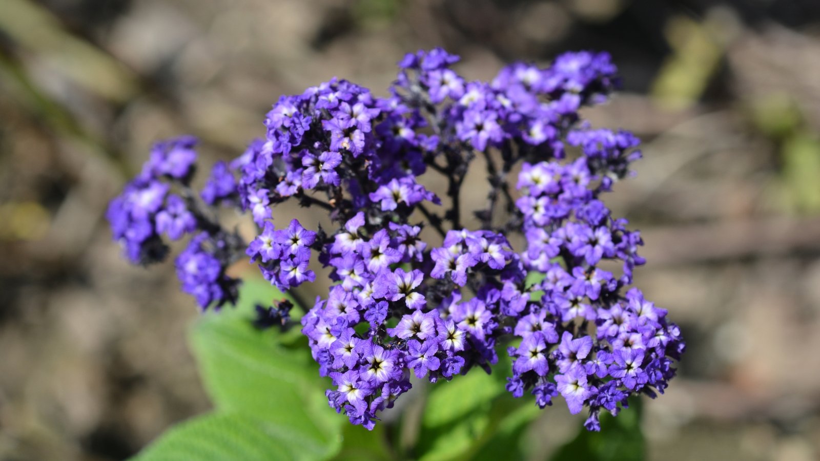 Vibrant purple heliotrope flowers soak up sunlight in a garden.