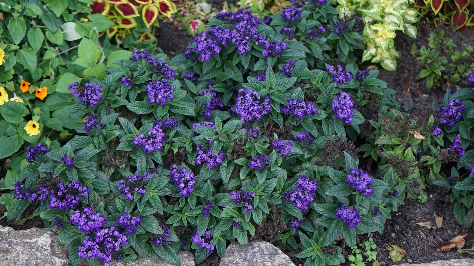 Clusters of deep purple heliotrope flowers stand out against a backdrop of green leaves and assorted plants in full bloom.