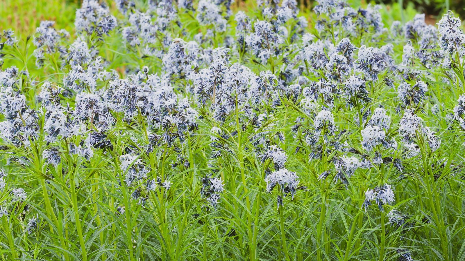 This plant offers a burst of bright blue, star-shaped blooms on resilient stems, complemented by slender green leaves in a sunny garden.