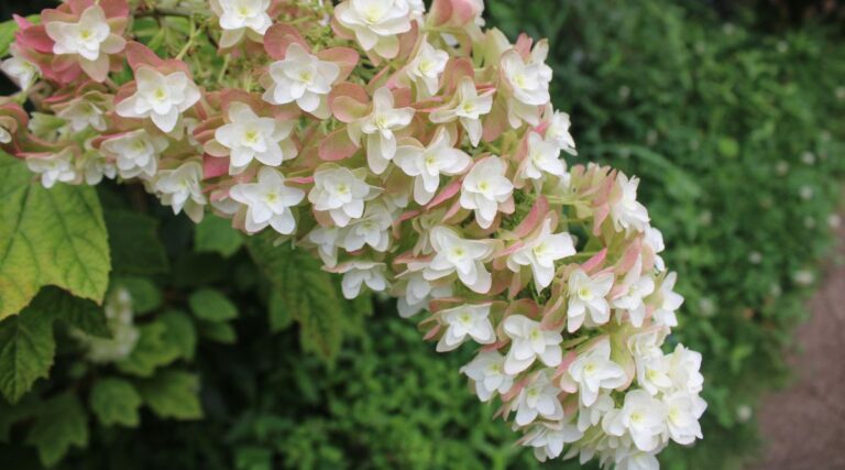9 Hydrangeas That Look Spectacular in Fall