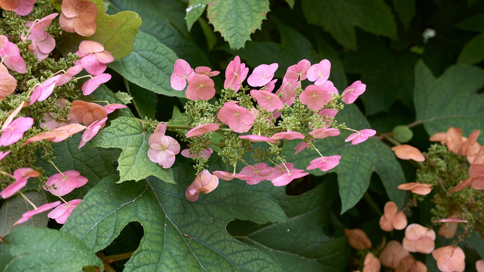 Offering unique purple-hued blooms, it has rich green leaves that enhance its colorful display.