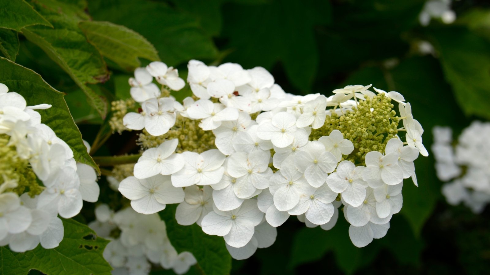 This variety has an upright form with large, bold blooms that are bright white.