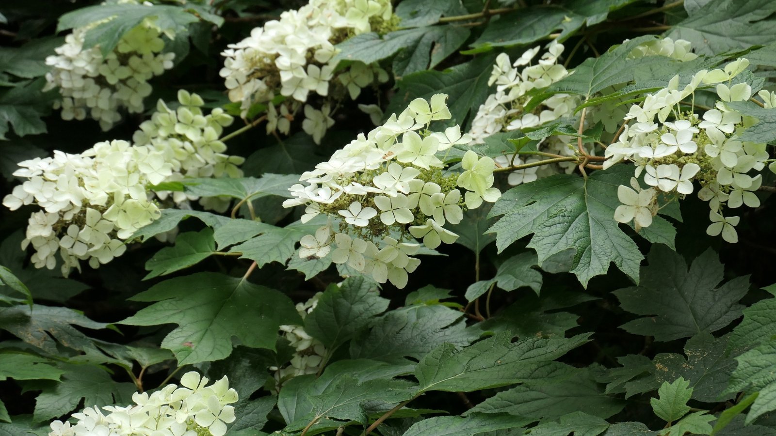 A smaller form with compact growth, it displays white flowers and textured leaves.